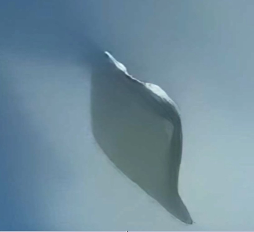 UAP's or UFO's are another life form